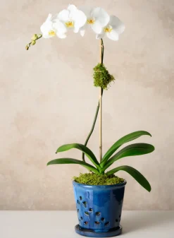 7in Tall Santorini Blue Orchid Ceramic Pot with Saucer