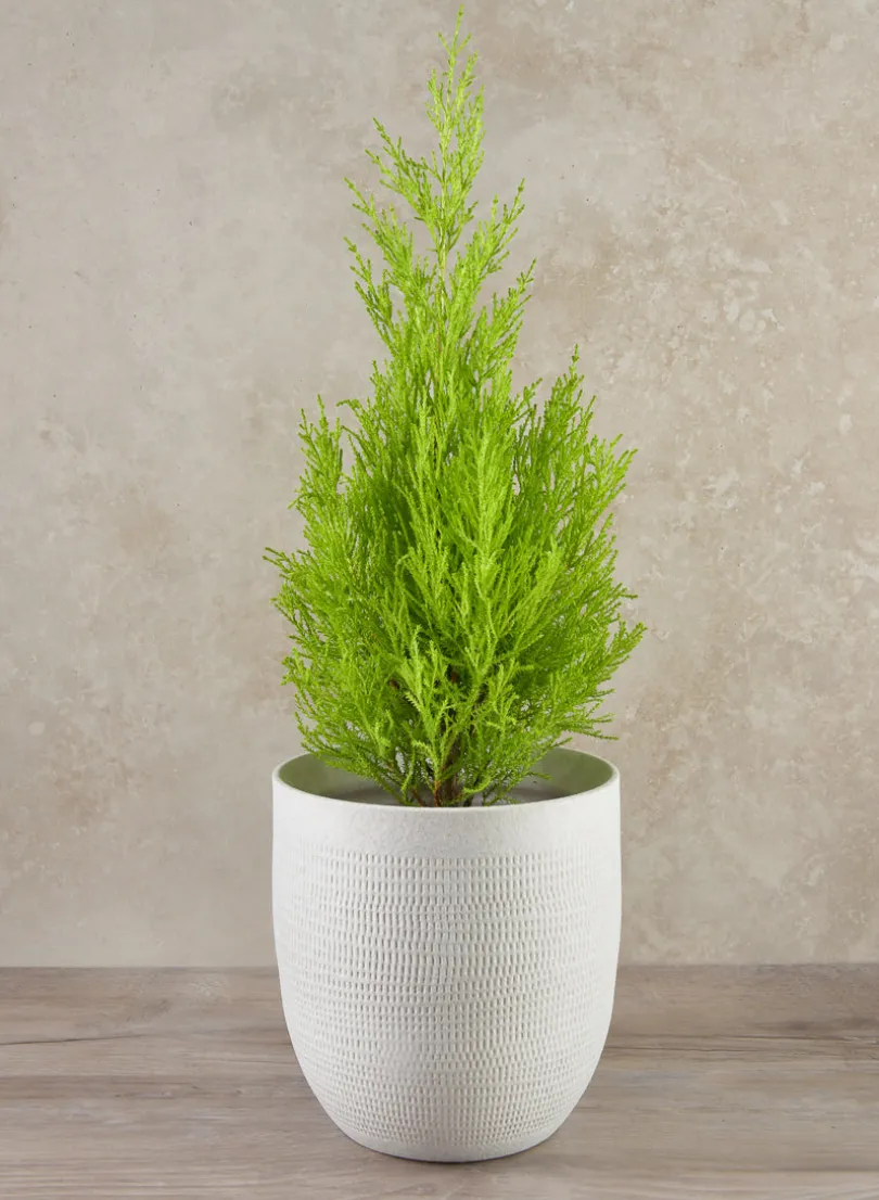 7in Tall Santorini Sand White Ceramic Cachepot