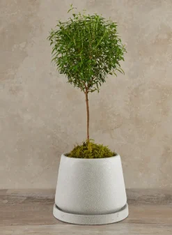 5.75in Tall Sigtura Sand White Indoor Ceramic Pot with Saucer