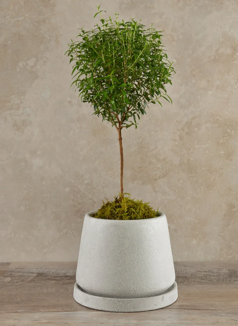 5.75in Tall Sigtura Sand White Indoor Ceramic Pot with Saucer