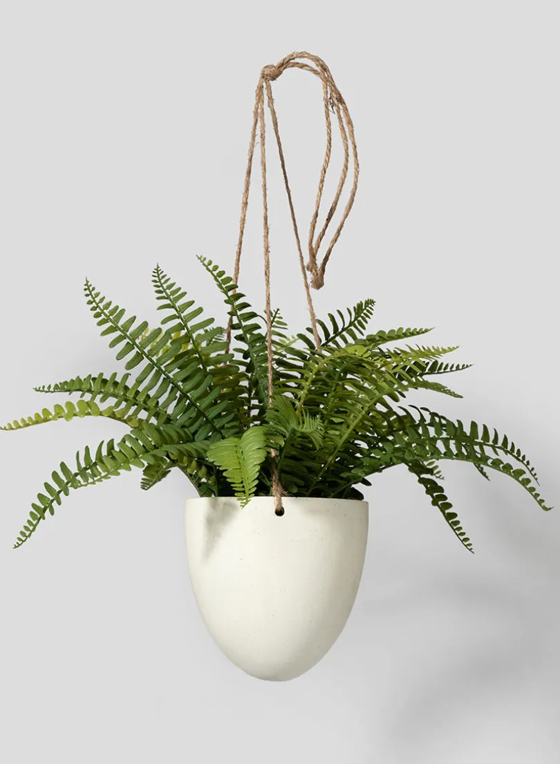 8in Tall Small Boston Fern In Hanging Pot