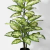 47in Tall Splash Dieffenbachia Plant