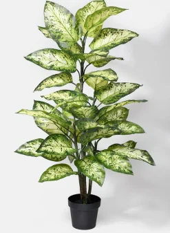 47in Tall Splash Dieffenbachia Plant