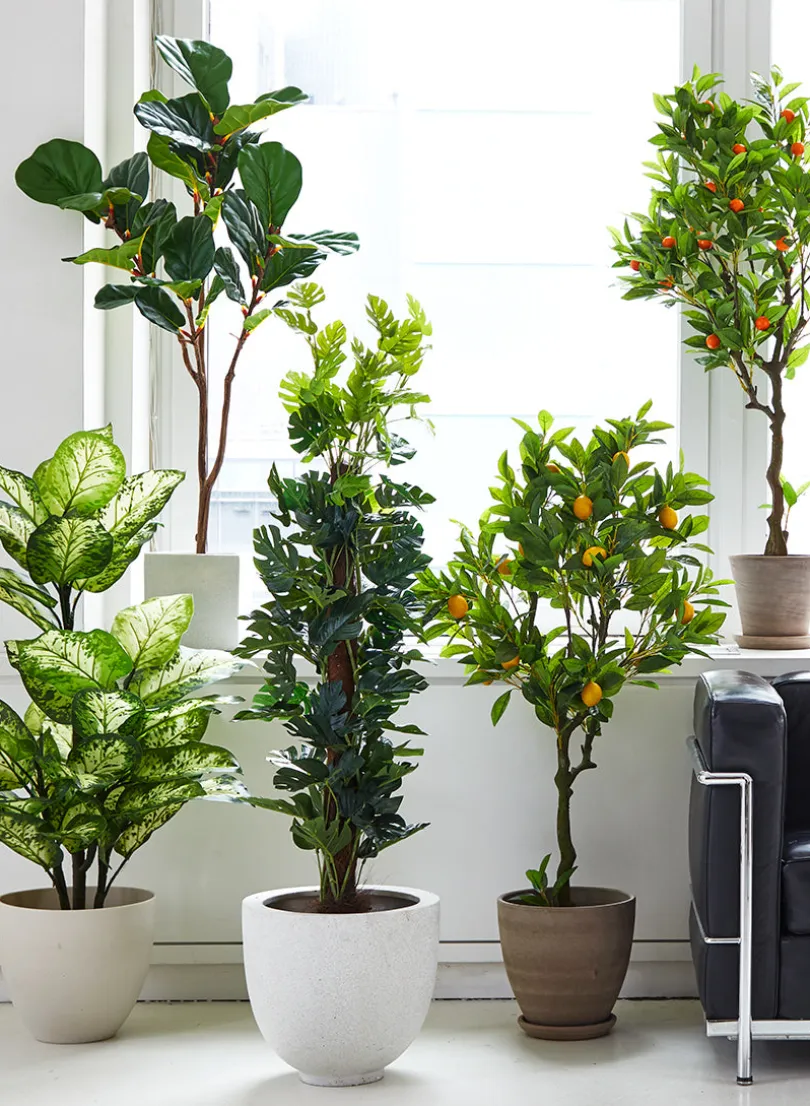 47in Tall Splash Dieffenbachia Plant