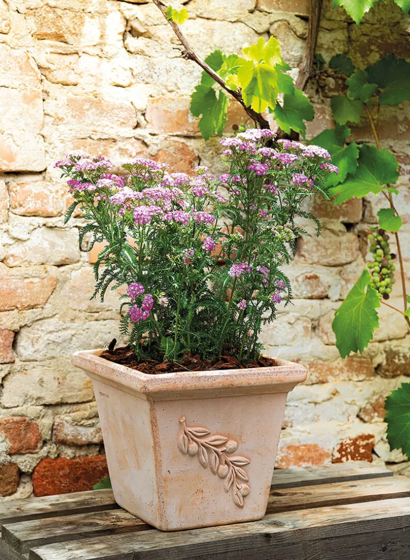 7.75in Tall Square Quadra Olive Pot