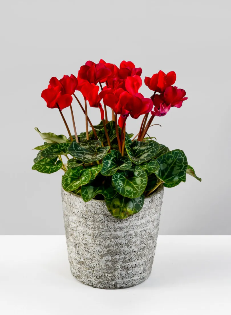 5in Tall Stone Wall Aged Planter