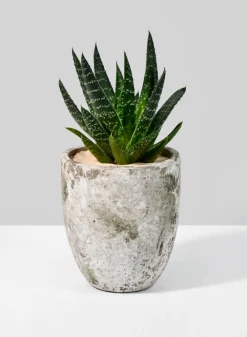 5in Tall Sturgeon Moon Aged Cement Planter