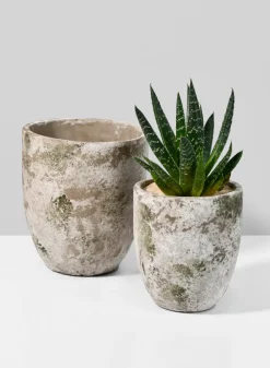 6.25in Tall Sturgeon Moon Aged Cement Planter