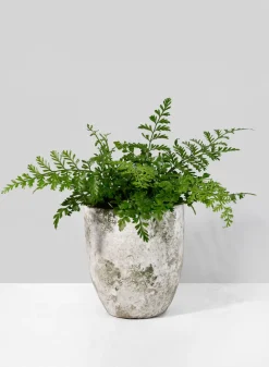 6.25in Tall Sturgeon Moon Aged Cement Planter