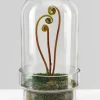 11in Tall Swazi Glass Terrarium, Large