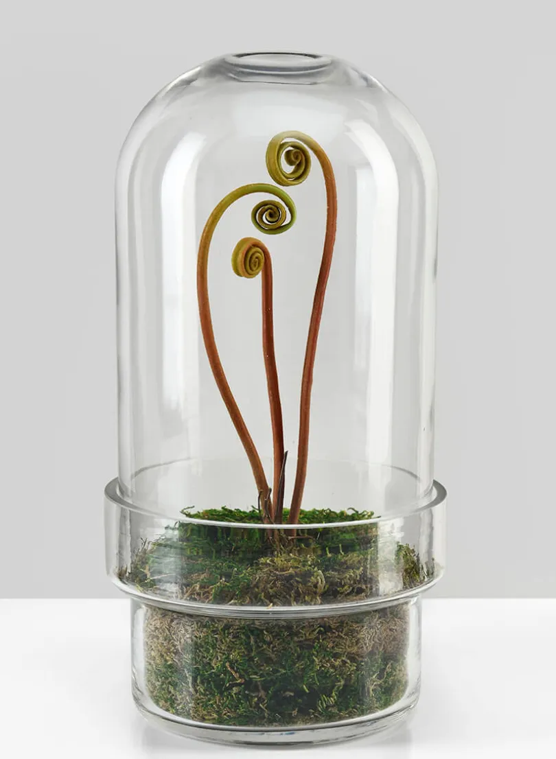 11in Tall Swazi Glass Terrarium, Large