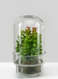 6.25in Tall Swazi Glass Terrarium, Small