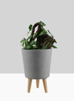 14.5in Tall Vaso Grey Ceramic Pot With Wood Legs