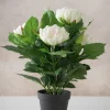 17in Tall White Peony Plant In a Black Pot
