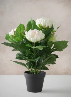 17in Tall White Peony Plant In a Black Pot