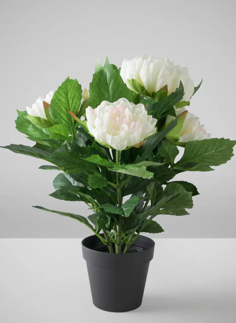 17in Tall White Peony Plant In a Black Pot