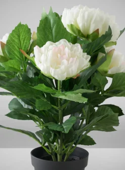 17in Tall White Peony Plant In a Black Pot