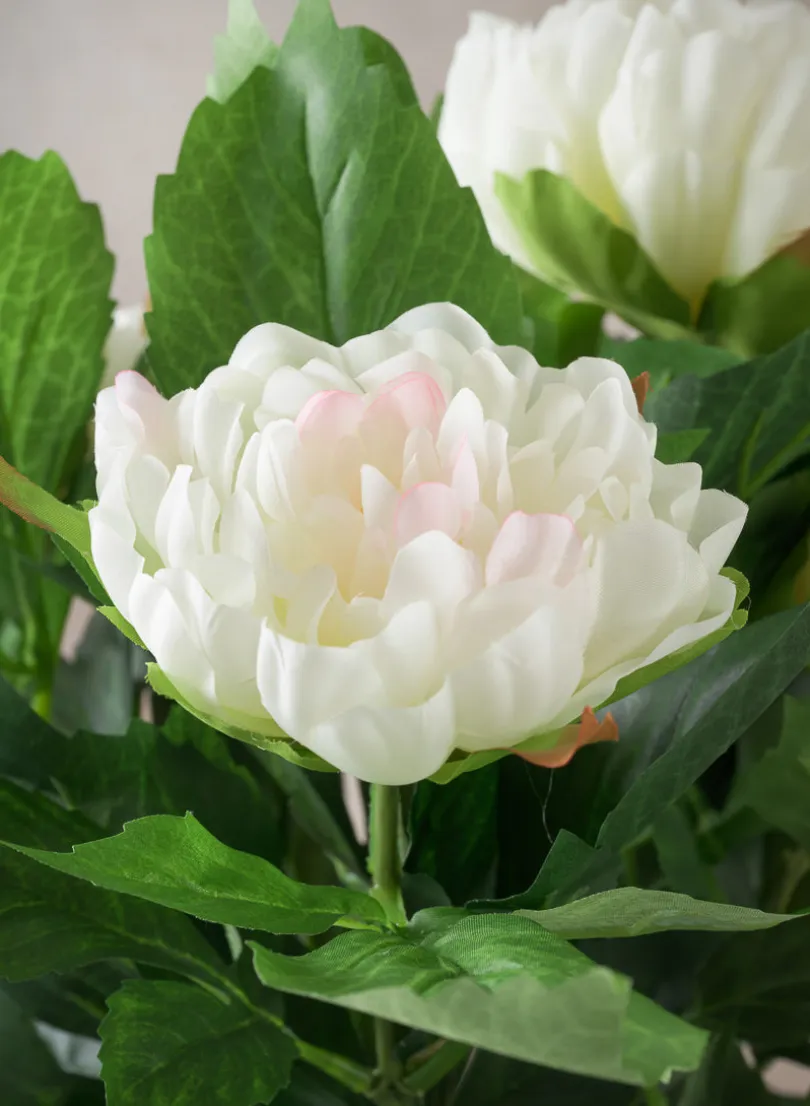 17in Tall White Peony Plant In a Black Pot