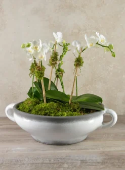 14in Tall White Phalaenopsis Orchid in Driftwood Planter