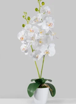 27in Tall White Phalaenopsis Orchid In Pot