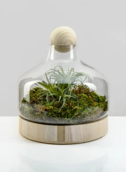 12in Tall Wide Copacabana Glass Terrarium, Large