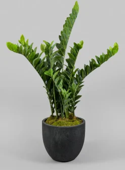 42in Tall Zanzibar Plant