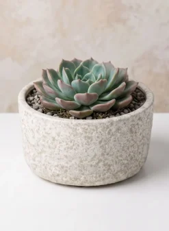 7.5in Wide Boheme Antiqued Low Ceramic Cylinder Pot, Case of 6