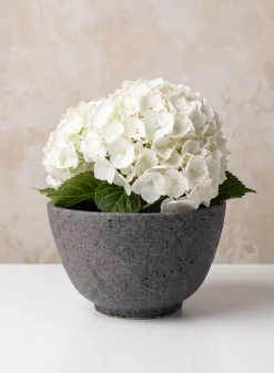 8.5in Wide Boheme Black Lava Ceramic Orchid Bowl Pot, Case of 4