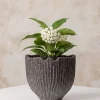 6in Wide Boheme Ridged Black Lava Ceramic Cachepot, Case of 6