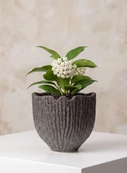 6in Wide Boheme Ridged Black Lava Ceramic Cachepot, Case of 6
