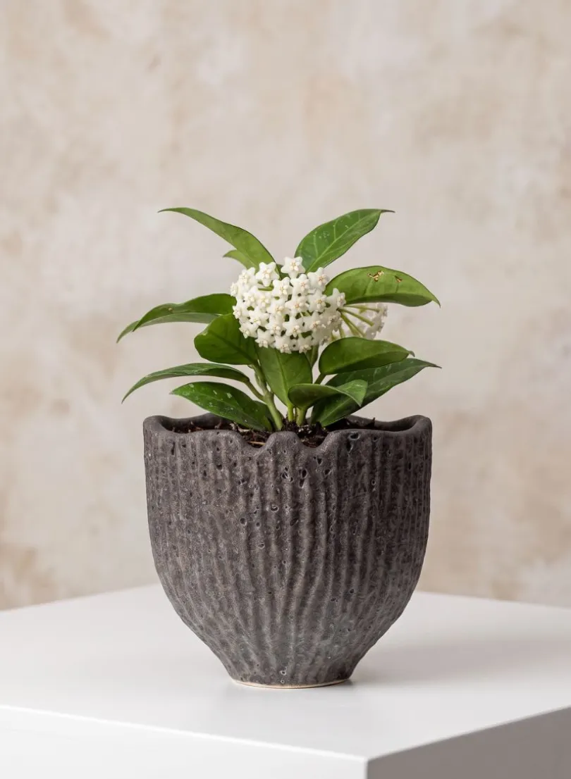 6in Wide Boheme Ridged Black Lava Ceramic Cachepot, Case of 6