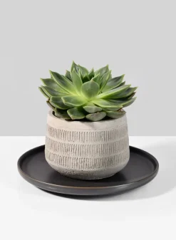 8.5in Wide Bronze Ceramic Plate