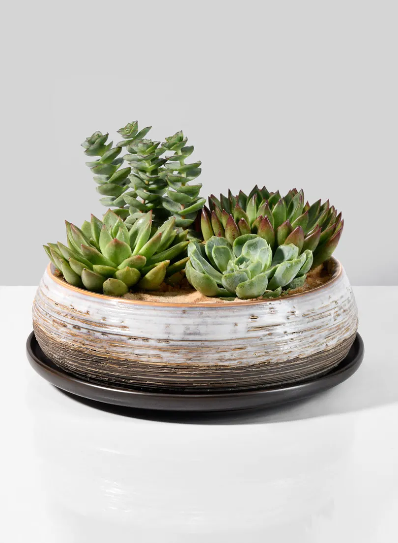 10.75in Wide Bronze Ceramic Plate