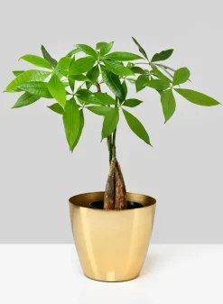 6.5in Wide Gold Elegance Cachepot