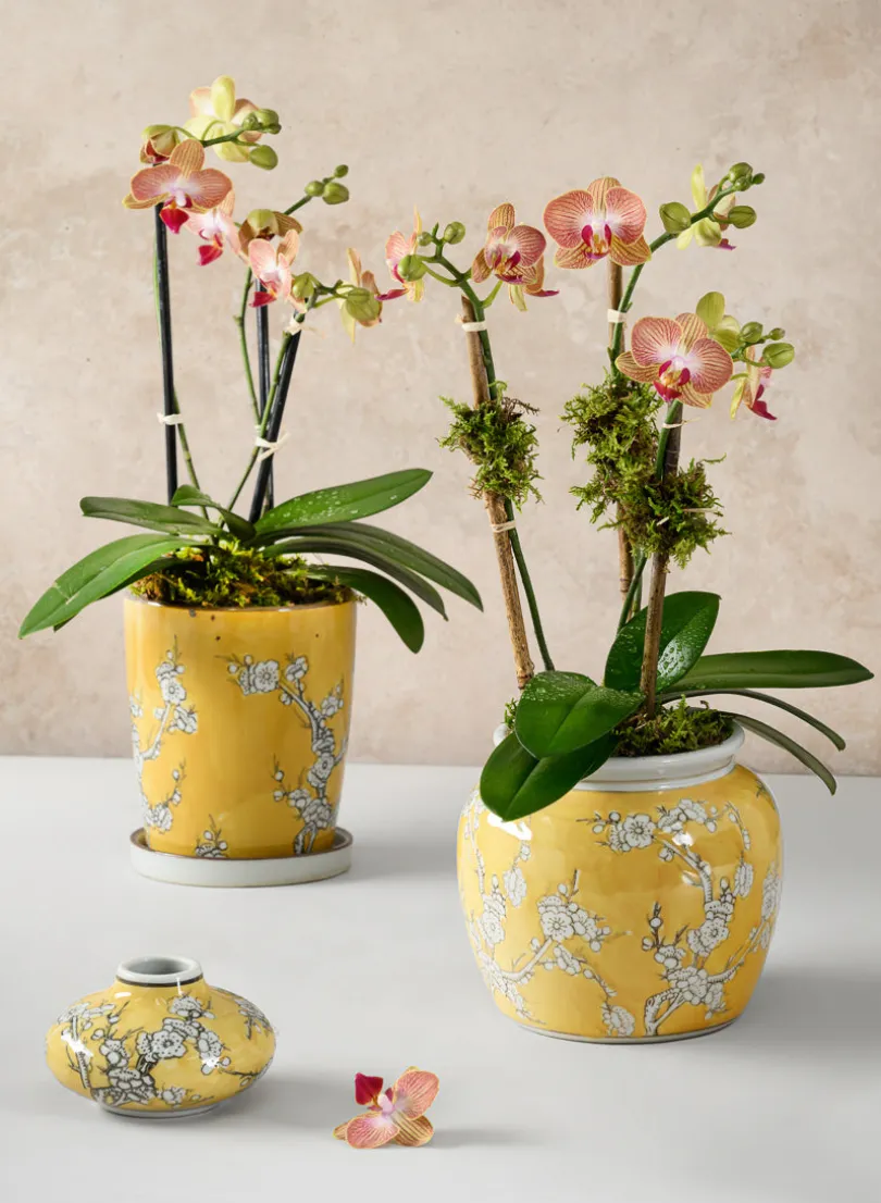 4in Wide Ming Safron Bud Ceramic Vase, Set of 2