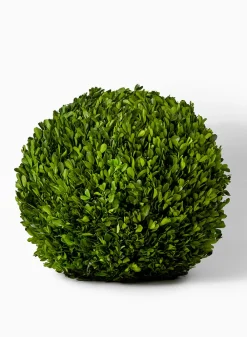 16in Wide Preserved Boxwood Ball