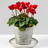 8.5in Wide White Ceramic Plate