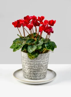 8.5in Wide White Ceramic Plate