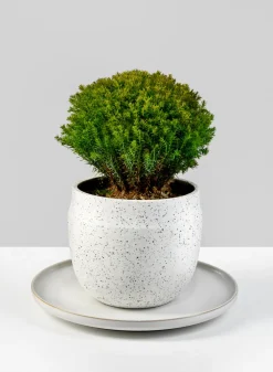 11in Wide White Ceramic Plate