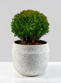 6.5in Wide White Granite Goki Bowl