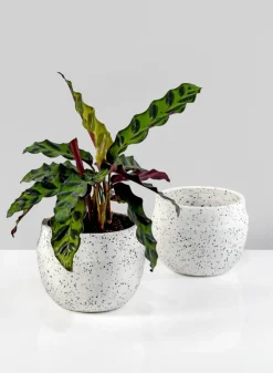 4in Wide White Granite Goki Bowl, Set of 2
