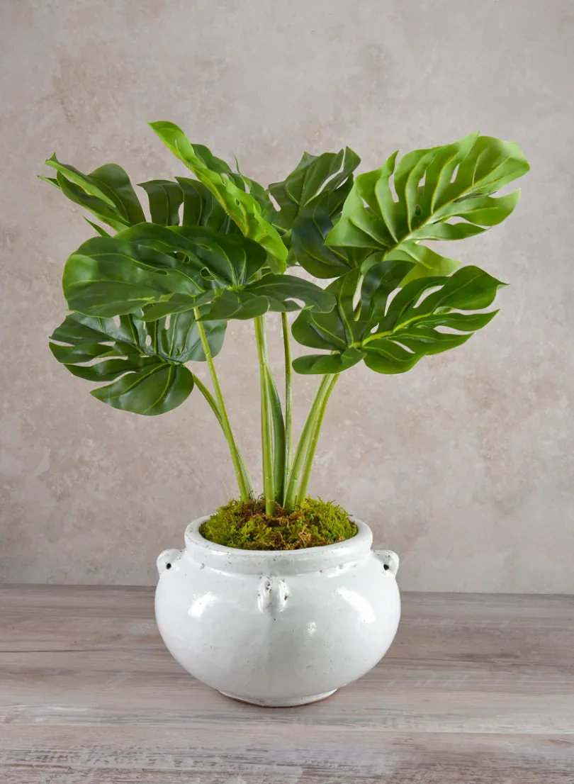 Jakarta Bowl Clay & Ceramic Planters, Cloud White