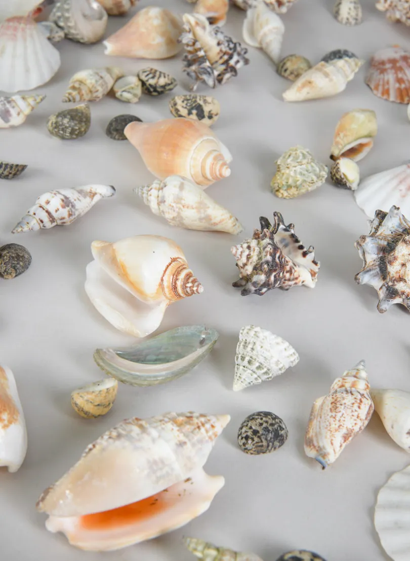 2lb Bag of Mixed Shells