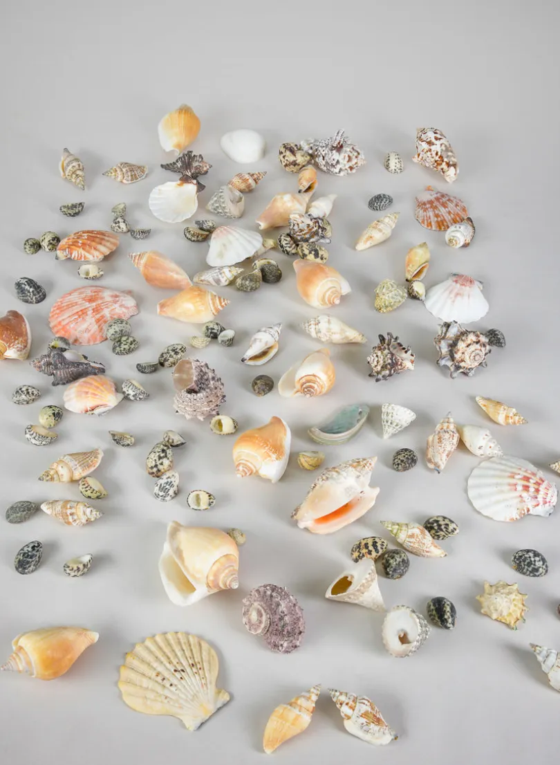 2lb Bag of Mixed Shells