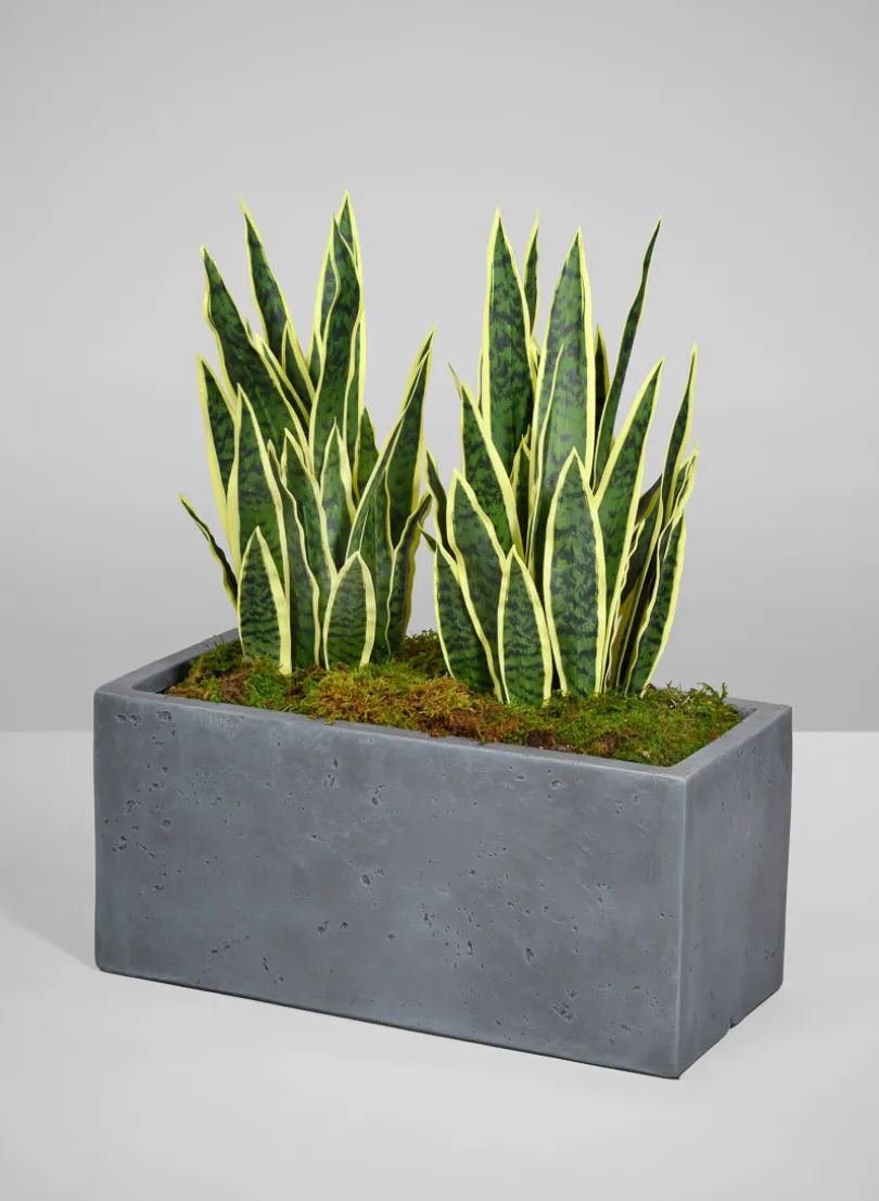 Longine Patio All Weather Light Weight Speckle Grey Polyresin Rectangular Planters