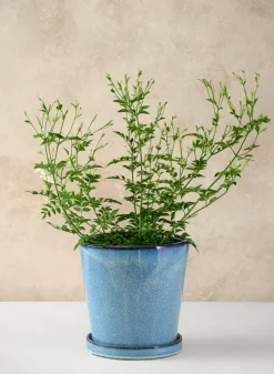 Ming Ceramic Pot with Saucer, Ice Blue