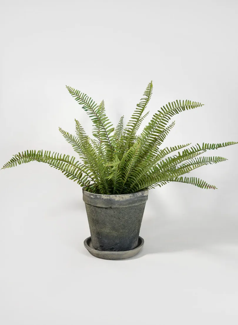 Mossed Blackstone Wide Rim Pot and Saucer