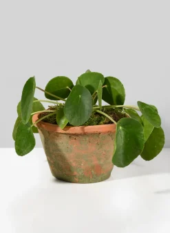 Mossed Redstone Standard Clay Pots