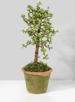 Mossed Redstone Standard Clay Pots