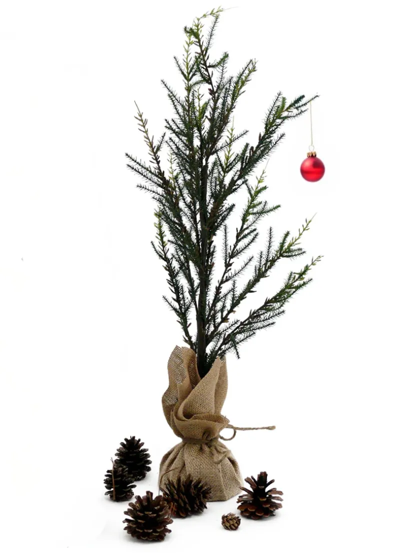 Pine Trees With Burlap Root Balls